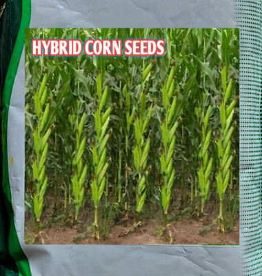 KARTIKA 1kg hybrid corn/makka/maize primium Seed(1 per packet)