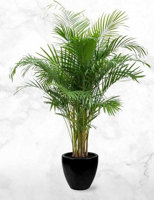 ibains Areca palm seed Seed(71 per packet)