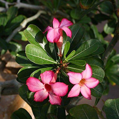 Qualtivate VVI-178 Mixed Type Adenium Obesum Desert Rose Seed(30 per packet)