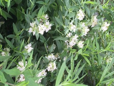 CYBEXIS KGF -37 - Mountain Mint (Pycnanthemum muticum) - (450 Seeds) Seed(450 per packet)