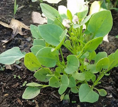 XOLDA Chukka Vegetable Seed(23 per packet)