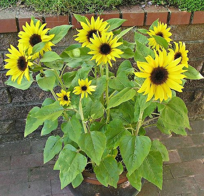 BSARKAR Hybrid summer and monsoon season best miniature sunflower seed Seed(25 per packet)