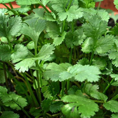 ZIXA Coriander Chinese parsley Coriandrum Seed(1000 per packet)