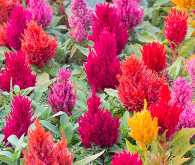 ZIXA Celosia Century Mix Seed(40 per packet)