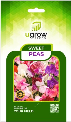 GARDENIFY INDIA GARDENIFY INIDA SWEET PEA SYMPHONY MIX: FRAGRANT FLOWER SEEDS & PLANTS Seed(40 per packet)