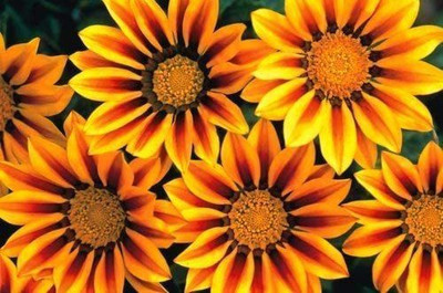 CYBEXIS Gazania Daybreak Red Stripe Seed(1 g)