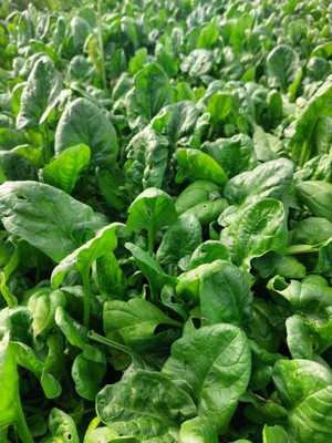 AFARTIOBINA 99 PCS SPINACH SEEDS-A02 Seed(99 per packet)