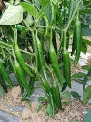 BJUBAS Chlli Seeds pack of 170 Seed(170 per packet)