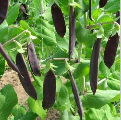 CYBEXIS Heirloom Seeds of Vegetable Pea Shiraz500 Seeds Seed(500 per packet)