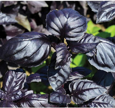 Qualtivate ATS-1 Basil Amethyst Improved (Purple) Seed(1000 per packet)