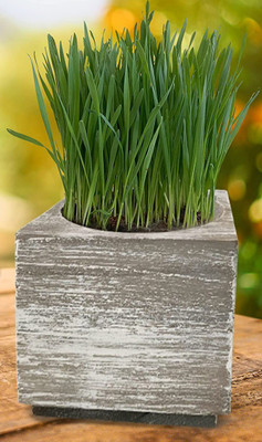 VibeX LX-81 - Hard Red Winter Wheat - (22500 Seeds) Seed(22500 per packet)