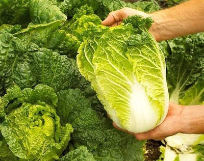 WILLVINE NKR -V Chineses Cabbage Napa Lettuce [5g] Seed(1500 per packet)