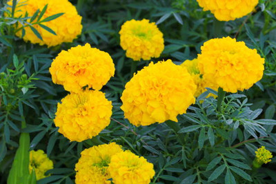 Ilyas marigold/gende ka phool flower seeds Seed(75 per packet)