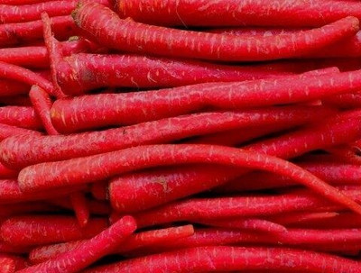 Quentova Long Red Carrot-11F-VOX Seed(200 per packet)