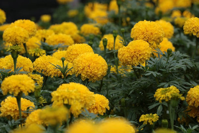 ARTA store marigold/gende ka phool flower seeds Seed(25 per packet)
