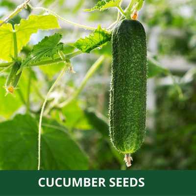 VibeX ® XXL-782 Pure Organic Cucumber Seed For Planting Seed(200 per packet)