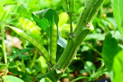 XOLDAA CLUSTER BEANS SEEDS Seed(45 per packet)