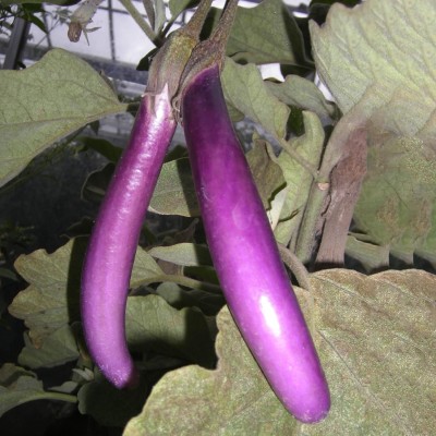 KNESSiN Long Purple Chinese Pingtung Brinjal Seeds-[2gm] Seed(500 per packet)