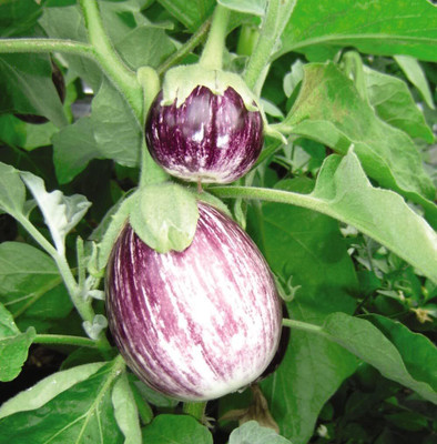 KNESSiN Heat Tolerant Pinstripe' Egg Plant Brinjal (400 Seeds) Seed(400 per packet)
