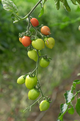 Mozetto tomato Seed(75 per packet)