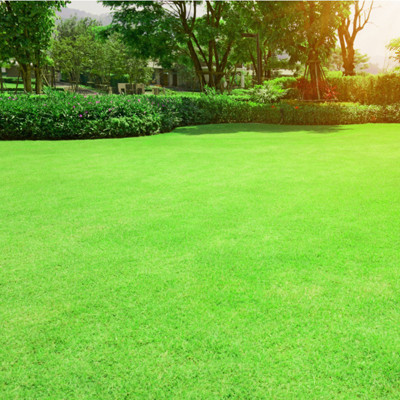 naturehils Maxican Carpet Grass Seeds, Organic Seeds For Garden Seed(9000 per packet)