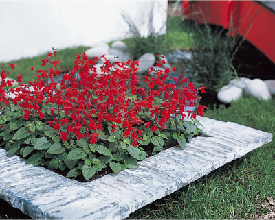 Qualtivate HYB-3A Lady-in-Red Salvia Texas Sage Seed(100 per packet)