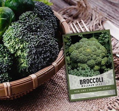 Biosnyg Broccoli Waltham Seed(500 per packet)