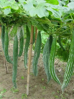 DEYS AGRO ™ snake gourd seeds,hybrid summer vegetable Seed(14 per packet)