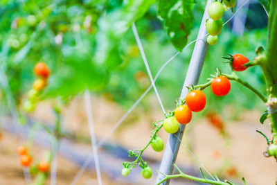 SHREE BALA JI VENTURES tomato Seed(110 per packet)