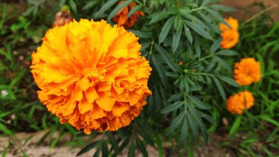 ALPINE HYBRID SEEDS marigold/gende ka phool flower seeds Seed(75 per packet)
