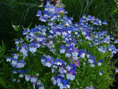 XOLDA Nemesia red and white Seed(55 per packet)