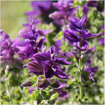 CYBEXIS Salvia Viridis Oxford Blue Seeds. Clary Sage Seed(50 per packet)