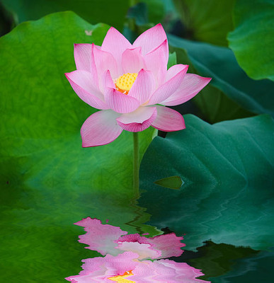 seedkart lotus,kamal gatta Seed(15 per packet)