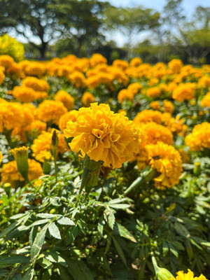 BASF marigold/gende ka phool flower seeds Seed(50 per packet)