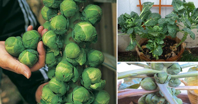 WILLVINE SYN -II Brussels Sprout Cabbage Green [50g] Seed(15000 per packet)