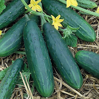 Qualtivate HYB-2A High Yield CUCUMBER DHARWAD GREEN F2 Seed(300 per packet)
