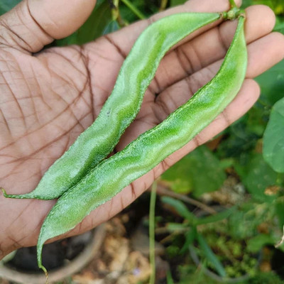 Cloud Farm Runner Beans Seed, Seem Seed, Runner Beans Hybird Seed(55 per packet)