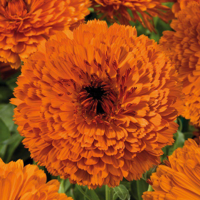 Platis Calendula Touch of Red Orange Flower Seed(80 per packet)