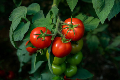 Herbex tomato Seed(130 per packet)