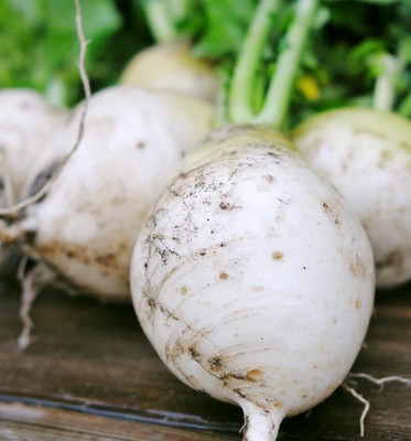 Quentova Turnip Egg white-CIAR-22B Seed(250 per packet)