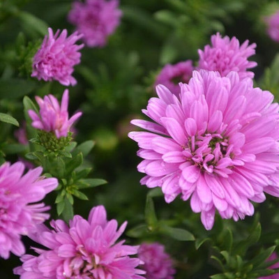 Lorvox Aster Seed(125 per packet)