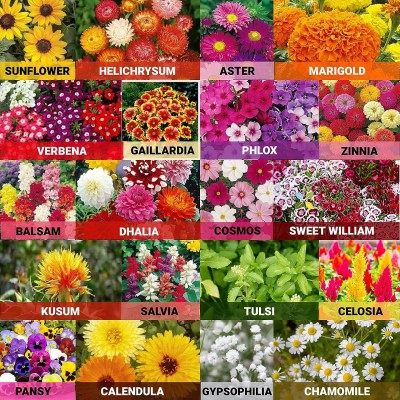 Morbih 20 Variety of Mix Flower Seeds Combo Seed(20 per packet)