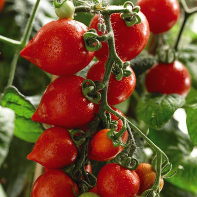 Biosnyg Hybrid Heartbreaker Vita Tomato Vegetable Seeds for Home Gardening - (400 Seeds) Seed(400 per packet)