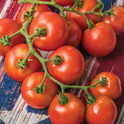 CYBEXIS XL-80 - Hybrid | Red Slicing Tomato | - (1350 Seeds) Seed(1350 per packet)