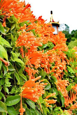 BDSresolve kanakambaram-firecracker-crossandra Seed(22 per packet)