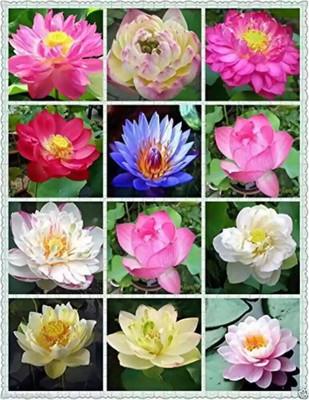 AloGardening Mixed Colour lotus Seed Per Packet- 12 Pc Seed(12 per packet)