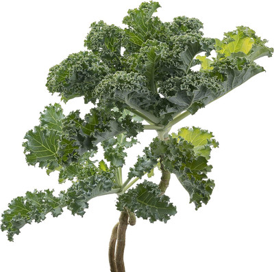 WILLVINE MAH -X Kale Seeds,Vates Blue Scotch Curled [50g] Seed(15000 per packet)