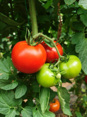 GrinCom tomato Seed(135 per packet)