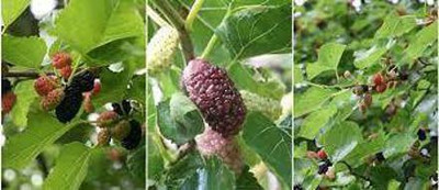 Oliver mulberry(shahatoot) fruit seeds Seed(213 per packet)