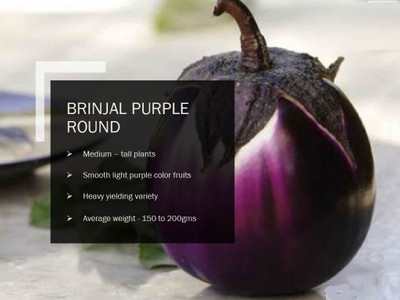 VibeX BRINJAL PURPLE ROUND SEEDS(2500 Seeds) Seed(2500 per packet)